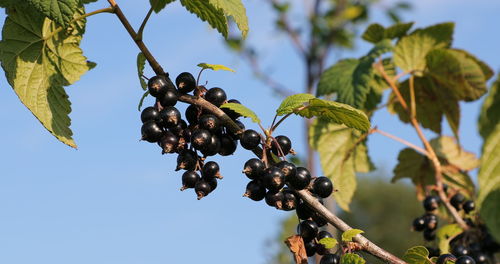 Low angle view of berries growing on tree against sky