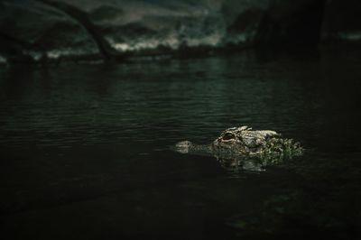 View of crocodile in water