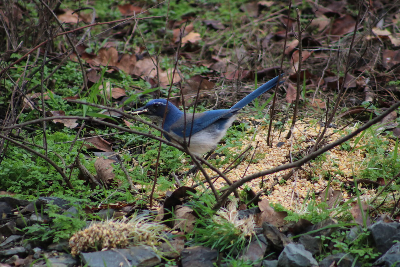 Western scrub jay