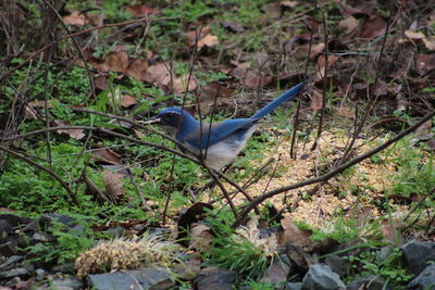 Bird perching on a field