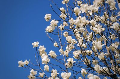 Low angle view of magnolia against clear blue sky