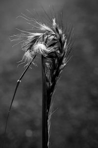 Close-up of wilted plant on field
