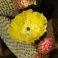 Close-up of yellow prickly pear cactus