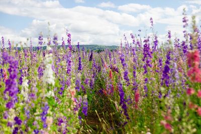 Close-up of purple flowering plants on field against sky