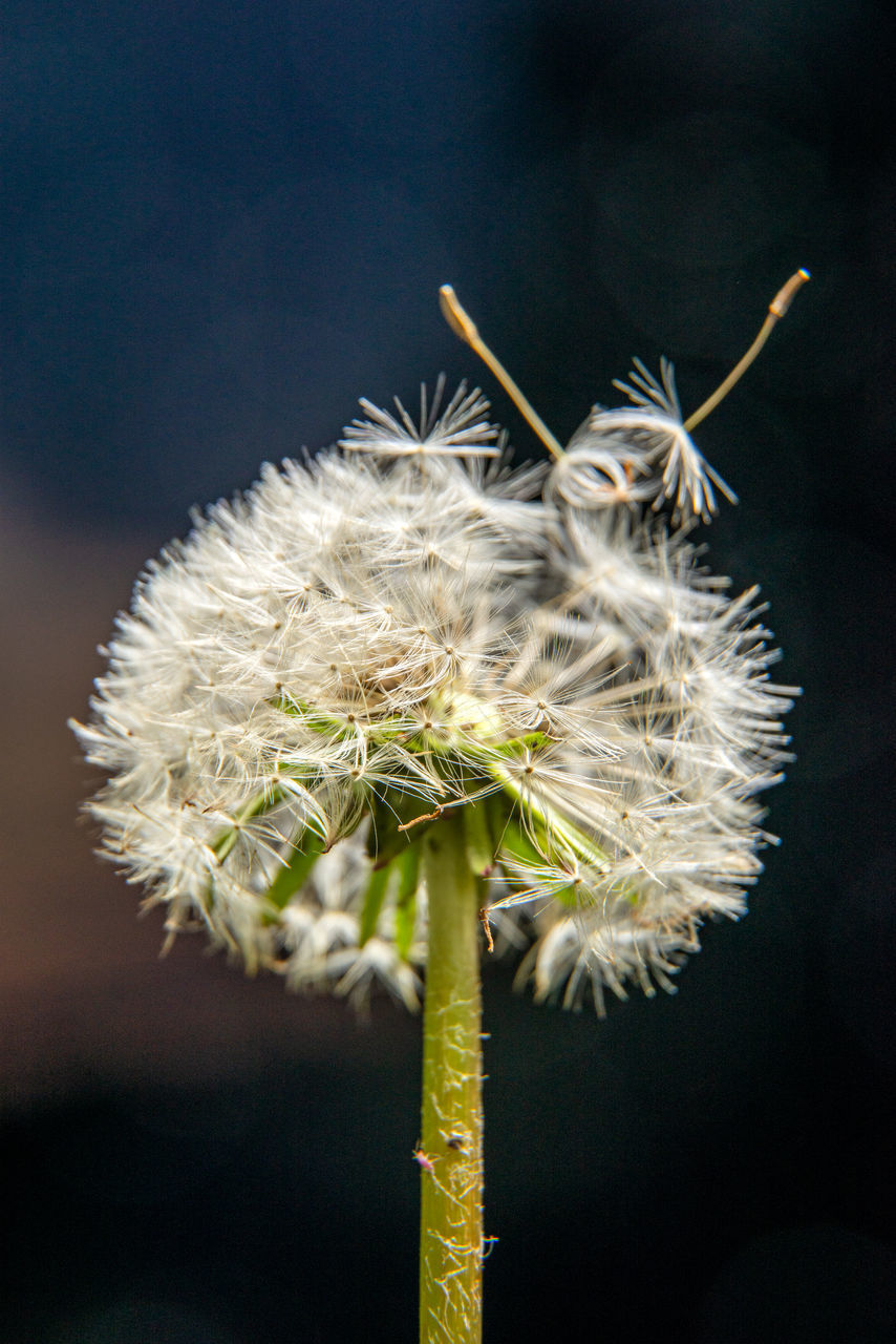 CLOSE-UP OF DANDELION FLOWER