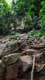 Trees growing in forest