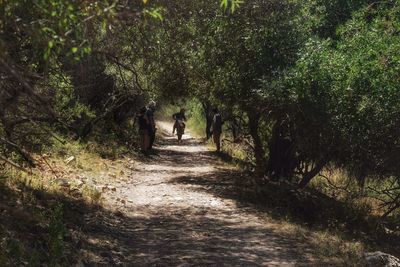 People walking in forest