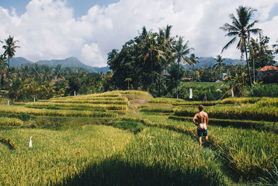 Rear view of woman working at farm against sky