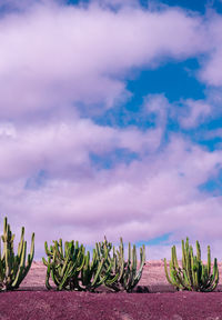 Plants fashion wallpaper. cactus in desert and blue sky. minimal tropical. travel holiday relax 