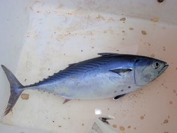 High angle view of fish in container