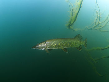 Fish swimming in sea