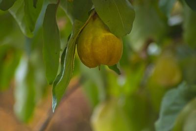 Close-up of fruit growing on plant