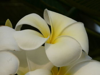 Macro shot of white flower