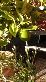 Close-up of fruit tree