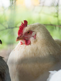 Close-up of a bird