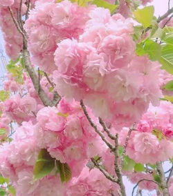 Close-up of pink cherry blossoms