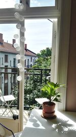 Potted plants against window in city