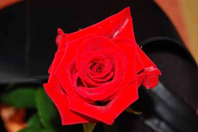 Close-up of red rose blooming outdoors