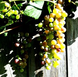 Close-up of grapes on tree