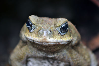 Close-up portrait of lizard