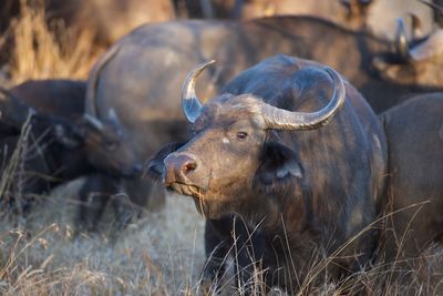 Close-up of a cape buffalo on field