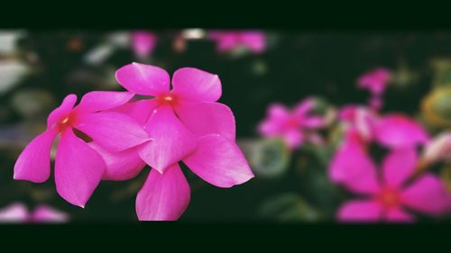 Close-up of pink flower