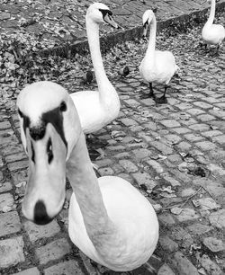 High angle view of swan