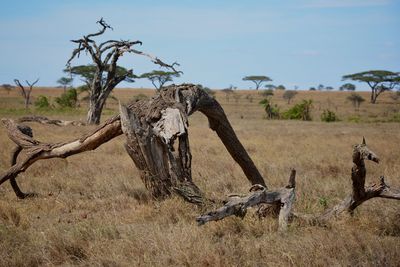 View of animal skull on field