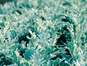Full frame shot of plants growing on field