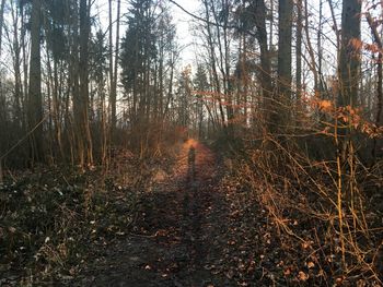 Trees in forest during autumn