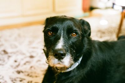 Close-up portrait of black dog