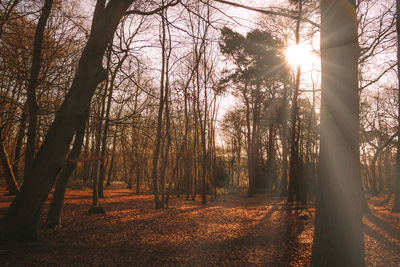 Sunlight streaming through trees in forest