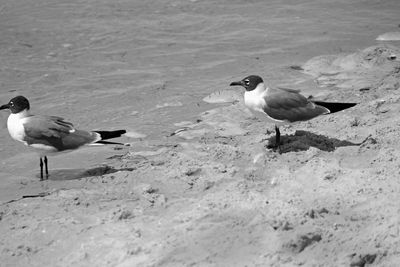 Seagulls on beach