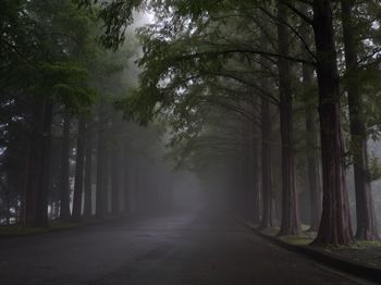 Road amidst trees in forest