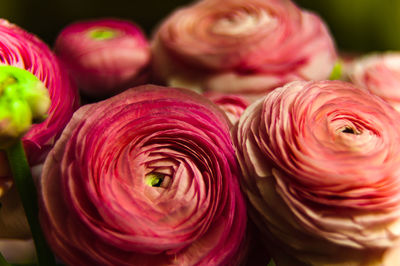 Close-up of pink roses