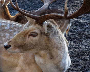 Close-up of deer in a field