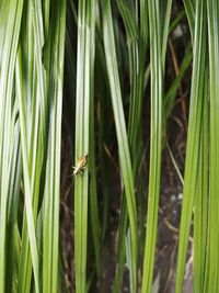 Close-up of insect on grass