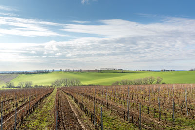 Scenic view of vineyard against sky