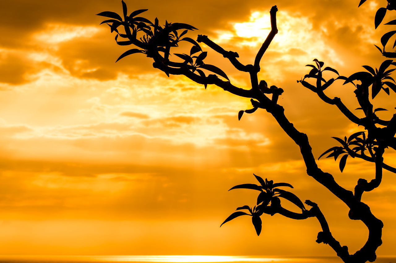 LOW ANGLE VIEW OF SILHOUETTE TREE AGAINST SUNSET SKY