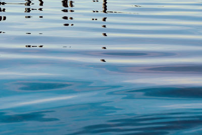 High angle view of birds swimming in water