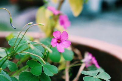 Close-up of pink flowering plant