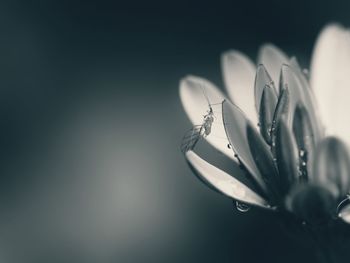 Close-up of insect on wet flower