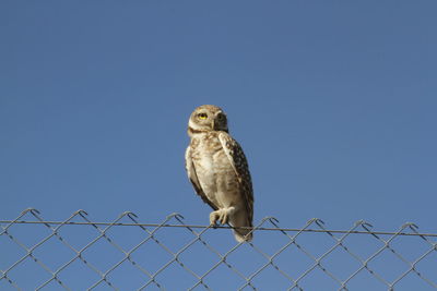 Bird perching on fence against clear sky