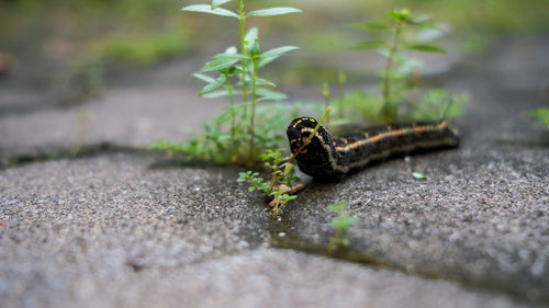 Cute black caterpillar at park, april 28, 2020 . surabaya