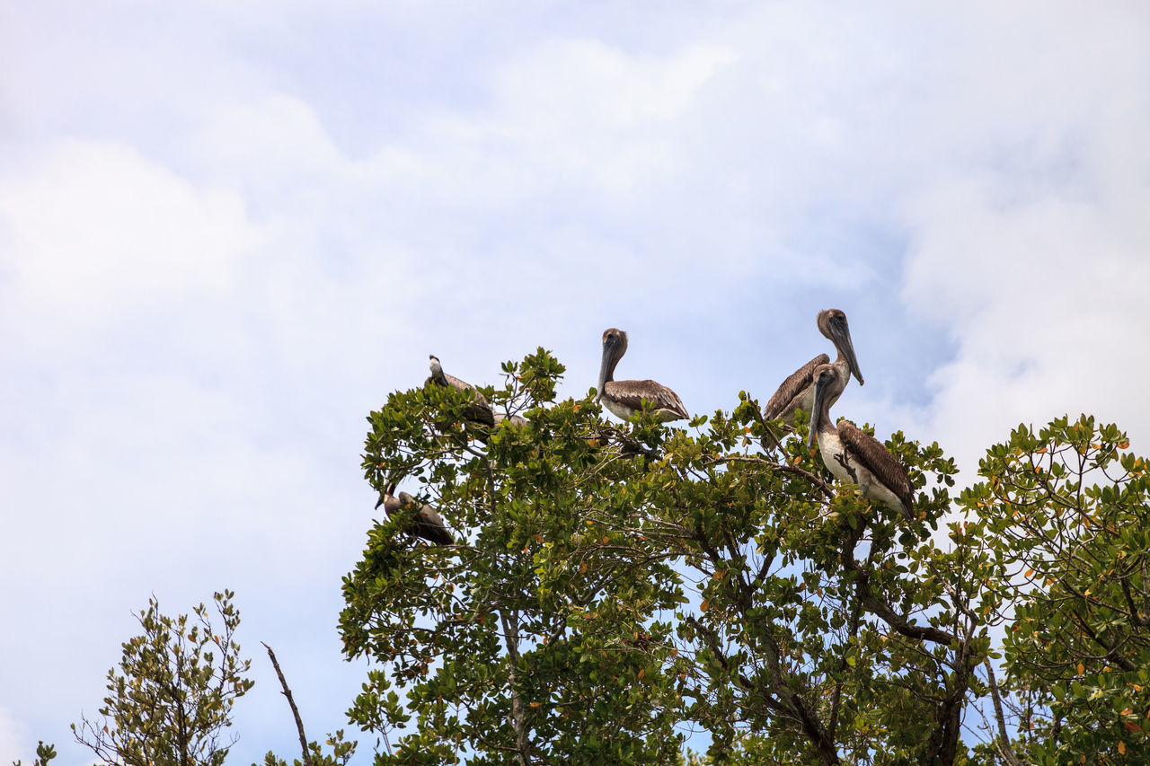 LOW ANGLE VIEW OF BIRDS PERCHING ON BRANCH AGAINST SKY