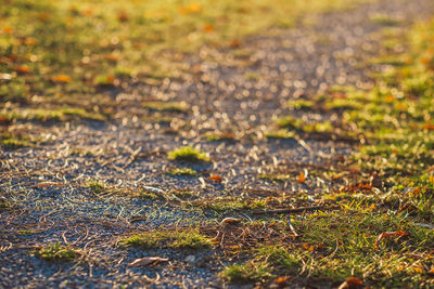 Close-up of moss on land