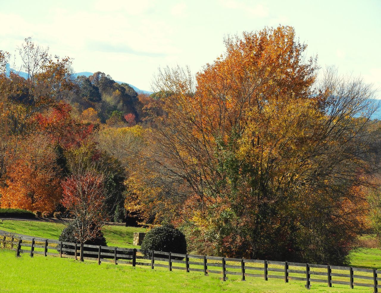 TREES ON FIELD DURING AUTUMN