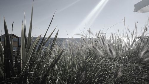 Close-up of grass growing in field