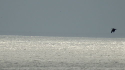 View of bird flying over sea