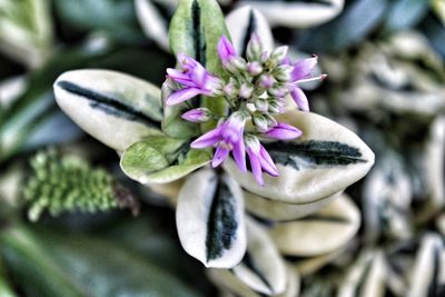 Close-up of purple flowering plant